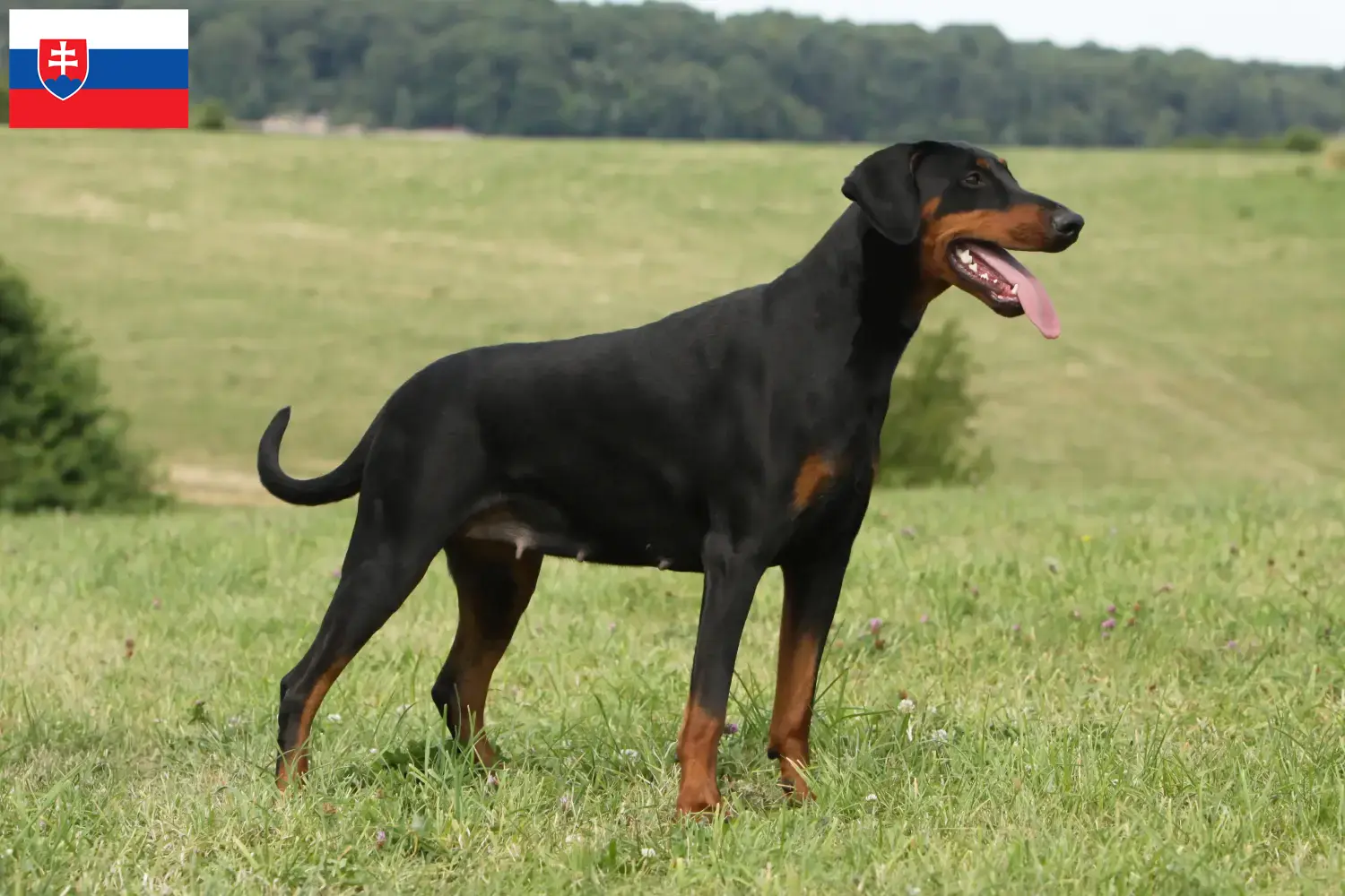 Doberman puppies and breeders Slovakia Find Doberman breeders in Slovakia here.