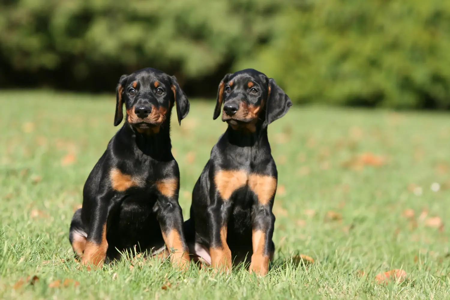 Buying a Dobermann puppy means taking responsibility! Buy Doberman puppies.