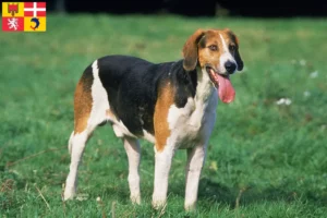 Read more about the article English Foxhound breeders and puppies in Auvergne-Rhône-Alpes