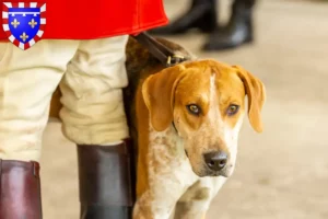 Read more about the article English Foxhound breeders and puppies in Centre-Val de Loire