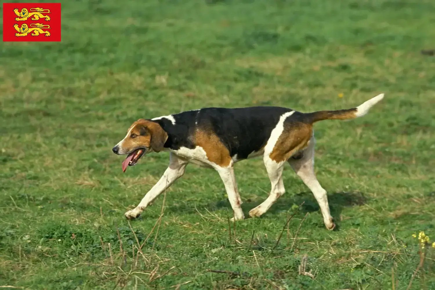 Read more about the article English Foxhound breeders and puppies in Normandy
