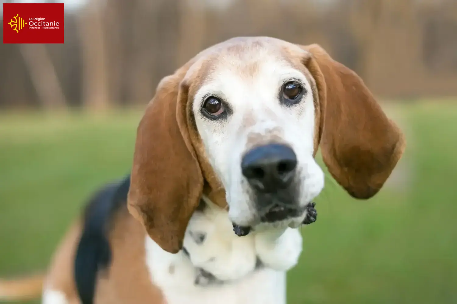 English Foxhound puppies and breeders Occitania Find English Foxhounds breeders in Occitania.
