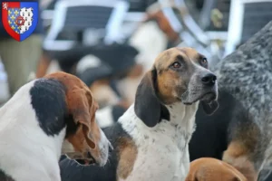 Read more about the article English Foxhound breeders and puppies in Pays de la Loire