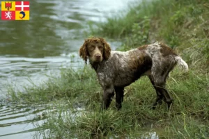 Read more about the article Epagneul de Pont-Audemer breeders and puppies in Auvergne-Rhône-Alpes