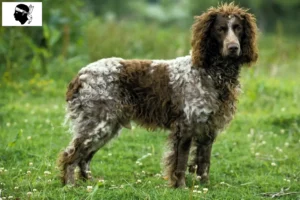 Read more about the article Epagneul de Pont-Audemer breeders and puppies in Corsica