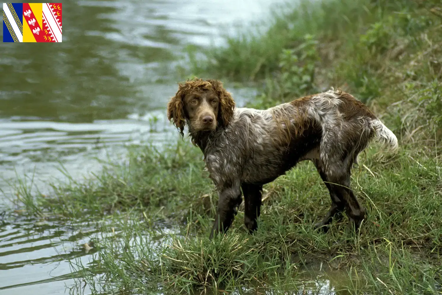 Read more about the article Epagneul de Pont-Audemer breeders and puppies in Grand Est