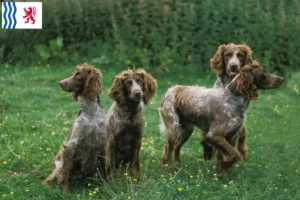 Read more about the article Epagneul de Pont-Audemer breeders and puppies in Nouvelle-Aquitaine