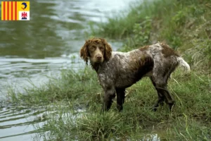 Read more about the article Epagneul de Pont-Audemer breeders and puppies in Provence-Alpes-Côte d’Azur