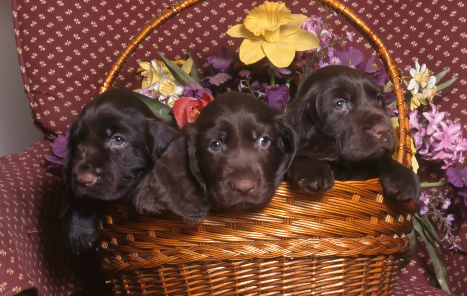Buying a Field Spaniel puppy means taking responsibility! Buy Field Spaniel puppies.