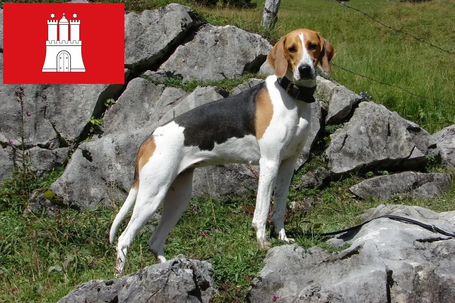 French hound puppies and breeders Hamburg Here you can find French Hound breeders in Hamburg.