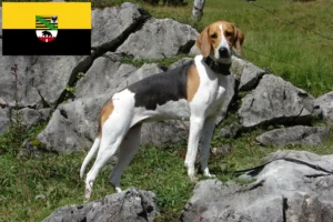 Read more about the article French hound breeders and puppies in Saxony-Anhalt