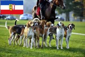 Read more about the article French hound breeders and puppies in Schleswig-Holstein