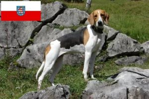 Read more about the article French hound breeders and puppies in Thuringia