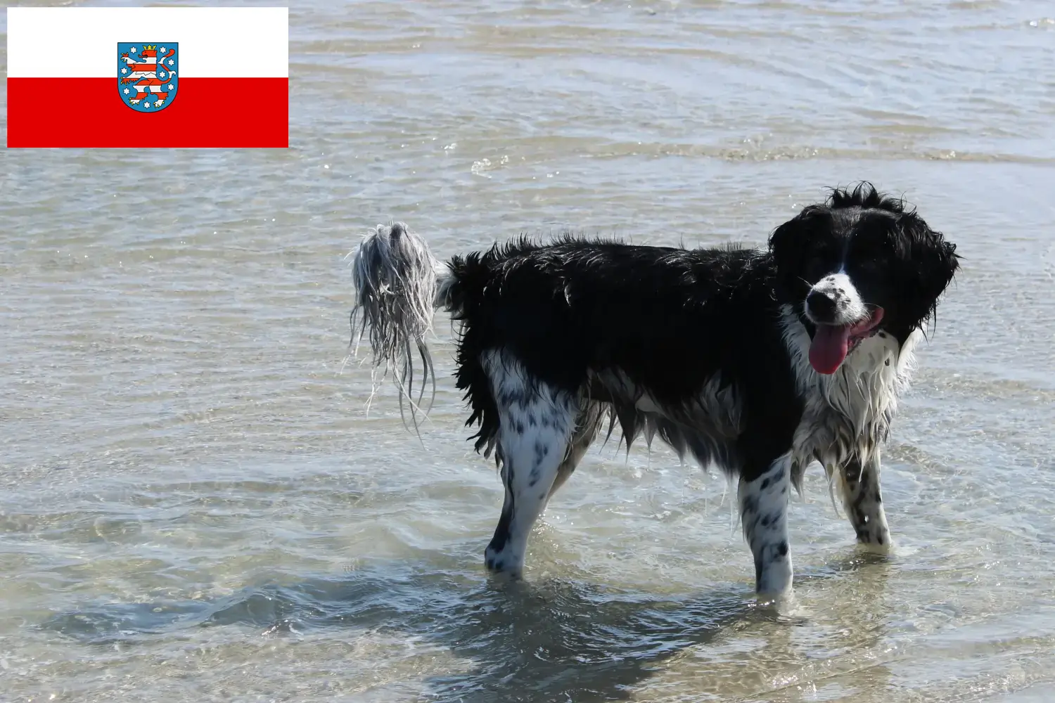 Frisian Water Dog puppies and breeders Thuringia Here you can find Frisian Water Dog breeders in Thuringia.