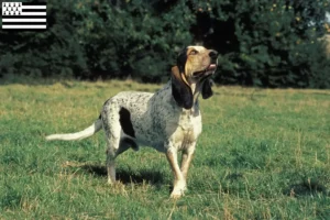 Read more about the article Gascon Saintongeois breeders and puppies in Brittany
