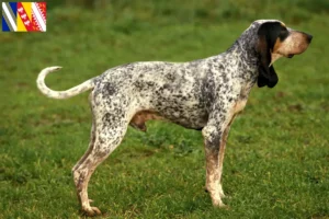 Read more about the article Gascon Saintongeois breeders and puppies in Grand Est