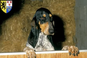 Read more about the article Gascon Saintongeois breeders and puppies in Hauts-de-France