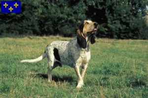 Read more about the article Gascon Saintongeois breeders and puppies in Île-de-France