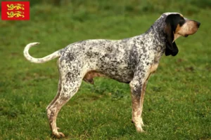 Read more about the article Gascon Saintongeois breeders and puppies in Normandy