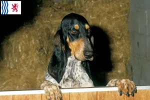 Read more about the article Gascon Saintongeois breeders and puppies in Nouvelle-Aquitaine