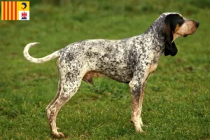 Read more about the article Gascon Saintongeois breeders and puppies in Provence-Alpes-Côte d’Azur
