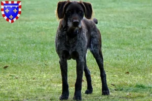 Read more about the article German Stichelhaar breeders and puppies in Centre-Val de Loire