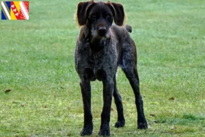 Read more about the article German Stichelhaar breeders and puppies in Grand Est