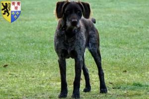 Read more about the article German Stichelhaar breeders and puppies in Hauts-de-France