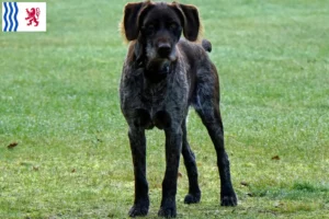 Read more about the article German Stichelhaar breeders and puppies in Nouvelle-Aquitaine