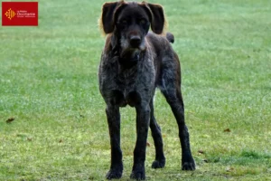 Read more about the article German Stichelhaar breeders and puppies in Occitania