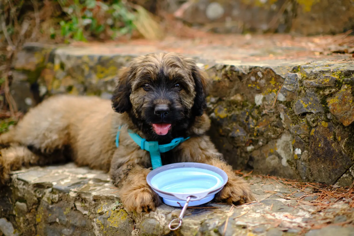 Buying a Gos d'Atura Catalá puppy means taking responsibility! Buy Gos d'Atura Catalá puppies.