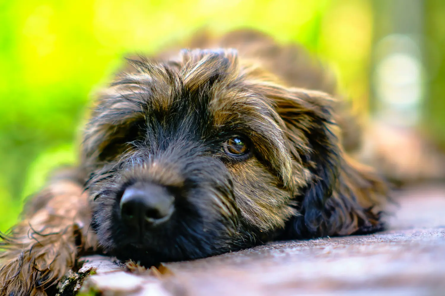 Buying a Gos d'Atura Catalá puppy means taking responsibility! Buy Gos d'Atura Catalá puppies.