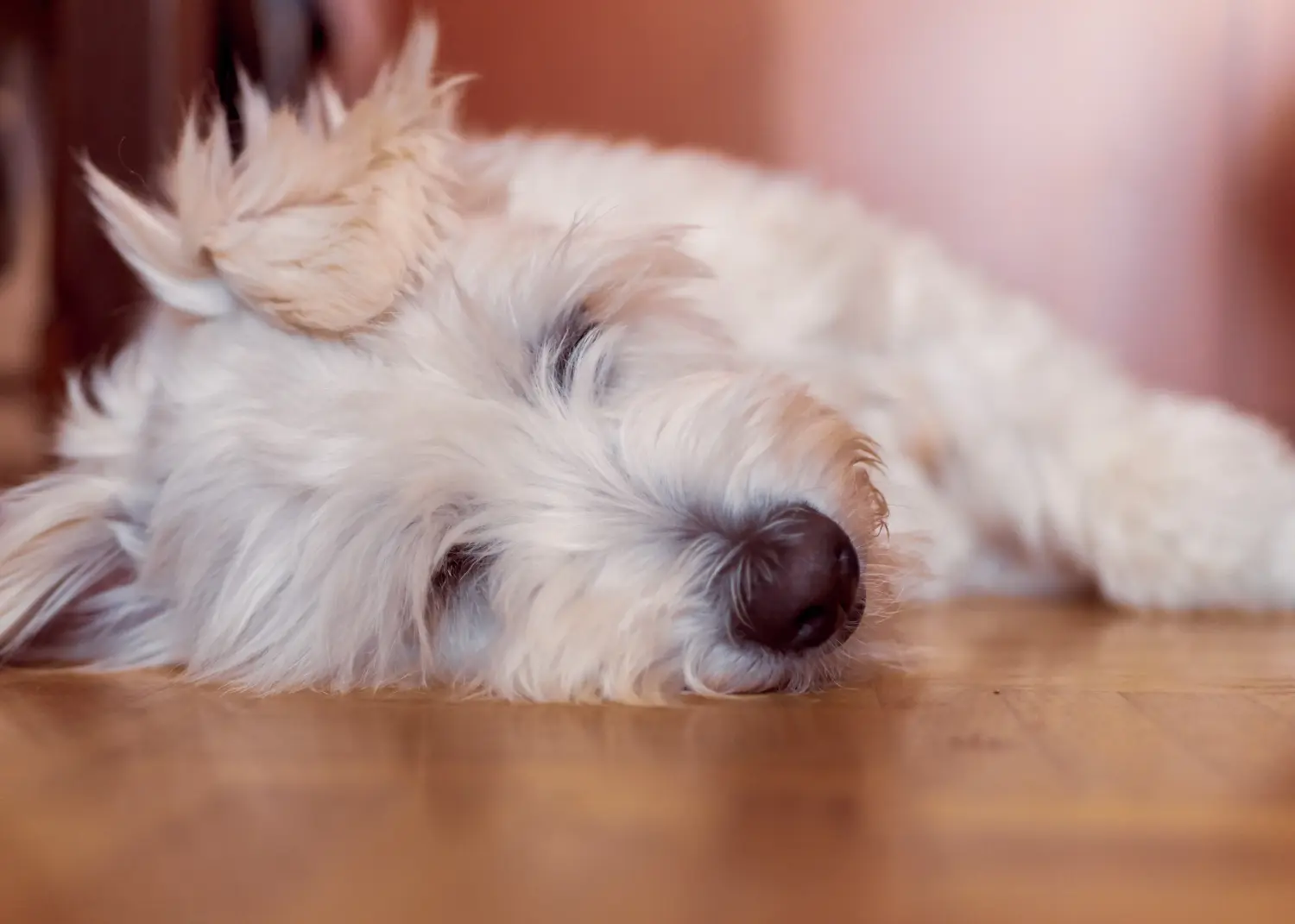 Buying a Gos d'Atura Catalá puppy means taking responsibility! Buy Gos d'Atura Catalá puppies.
