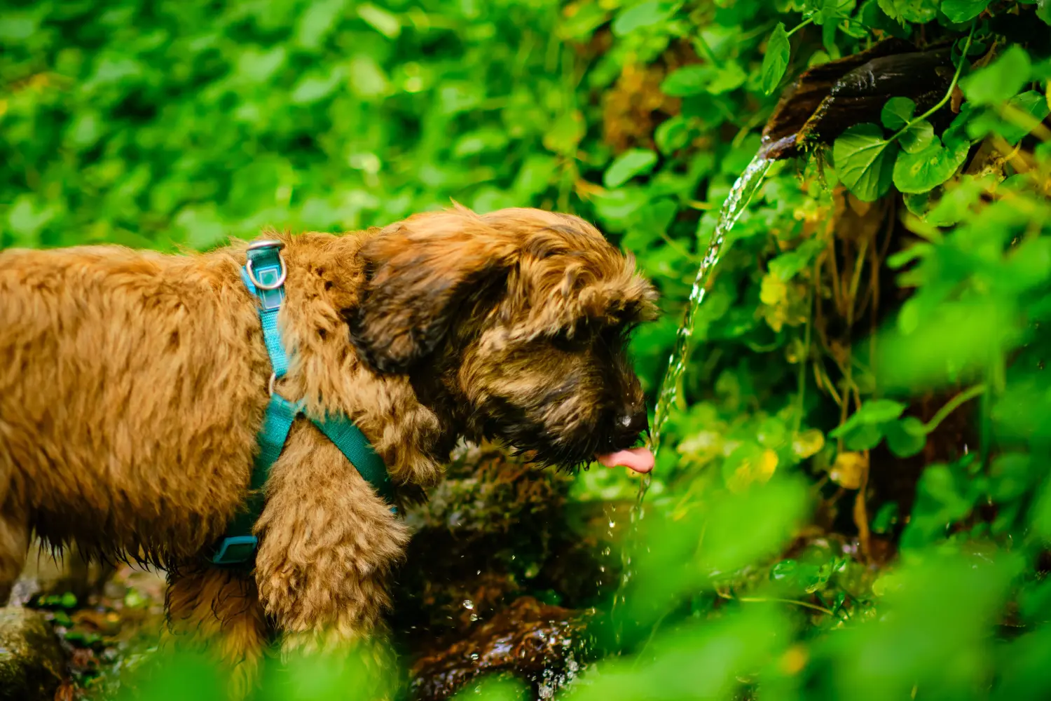 Buying a Gos d'Atura Catalá puppy means taking responsibility! Buy Gos d'Atura Catalá puppies.