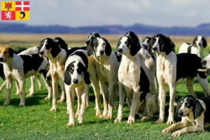 Read more about the article Grand Anglo-Français breeders and puppies in Auvergne-Rhône-Alpes