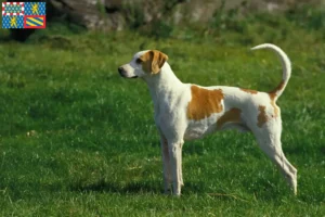 Read more about the article Grand Anglo-Français breeders and puppies in Bourgogne-Franche-Comté