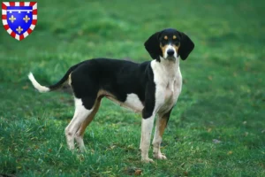 Read more about the article Grand Anglo-Français breeders and puppies in Centre-Val de Loire