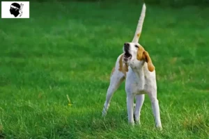 Read more about the article Grand Anglo-Français breeders and puppies in Corsica