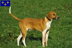 Read more about the article Grand Anglo-Français breeders and puppies in Île-de-France