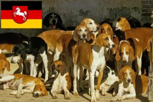 Read more about the article Grand Anglo-Français breeders and puppies in Lower Saxony