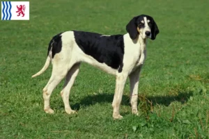 Read more about the article Grand Anglo-Français breeders and puppies in Nouvelle-Aquitaine