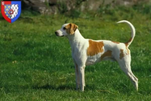 Read more about the article Grand Anglo-Français breeders and puppies in Pays de la Loire