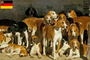 Read more about the article Grand Anglo-Français breeders and puppies in Rhineland-Palatinate