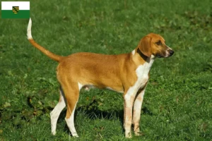 Read more about the article Grand Anglo-Français breeders and puppies in Saxony