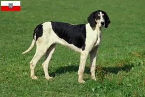 Read more about the article Grand Anglo-Français breeders and puppies in Thuringia