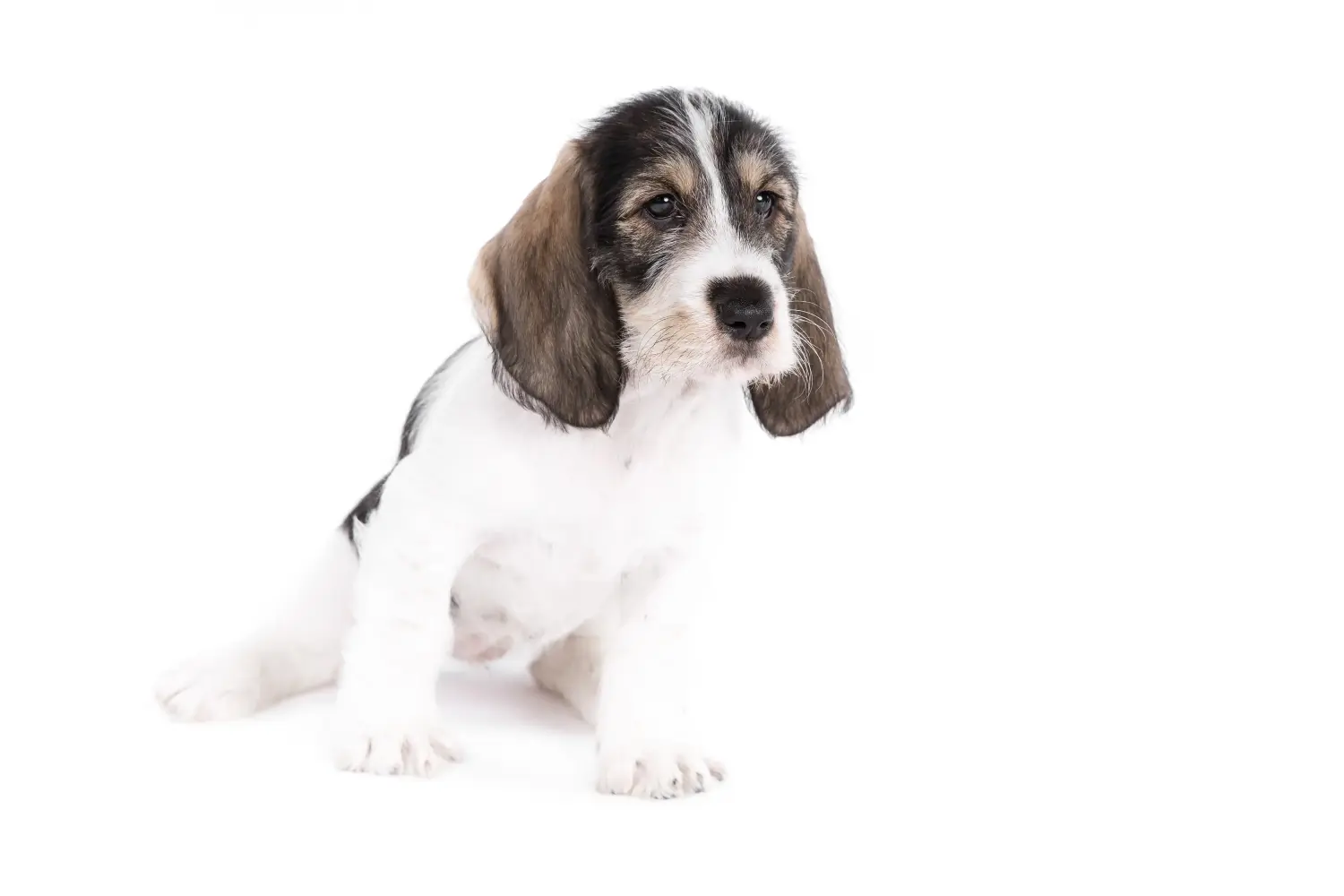 Buying a Grand Basset Griffon Vendéen puppy means taking responsibility! Buy Grand Basset Griffon Vendéen puppies.