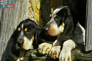 Read more about the article Grand Bleu de Gascogne breeders and puppies in Bourgogne-Franche-Comté