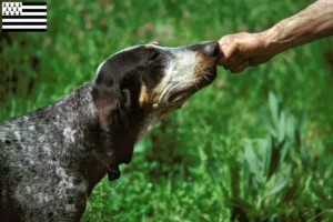 Read more about the article Grand Bleu de Gascogne breeders and puppies in Brittany