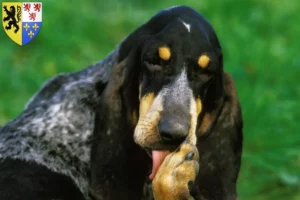 Read more about the article Grand Bleu de Gascogne breeders and puppies in Hauts-de-France