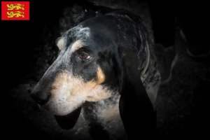 Read more about the article Grand Bleu de Gascogne breeders and puppies in Normandy